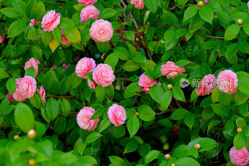 山茶花/日本山茶花花:红色，粉红色和白色